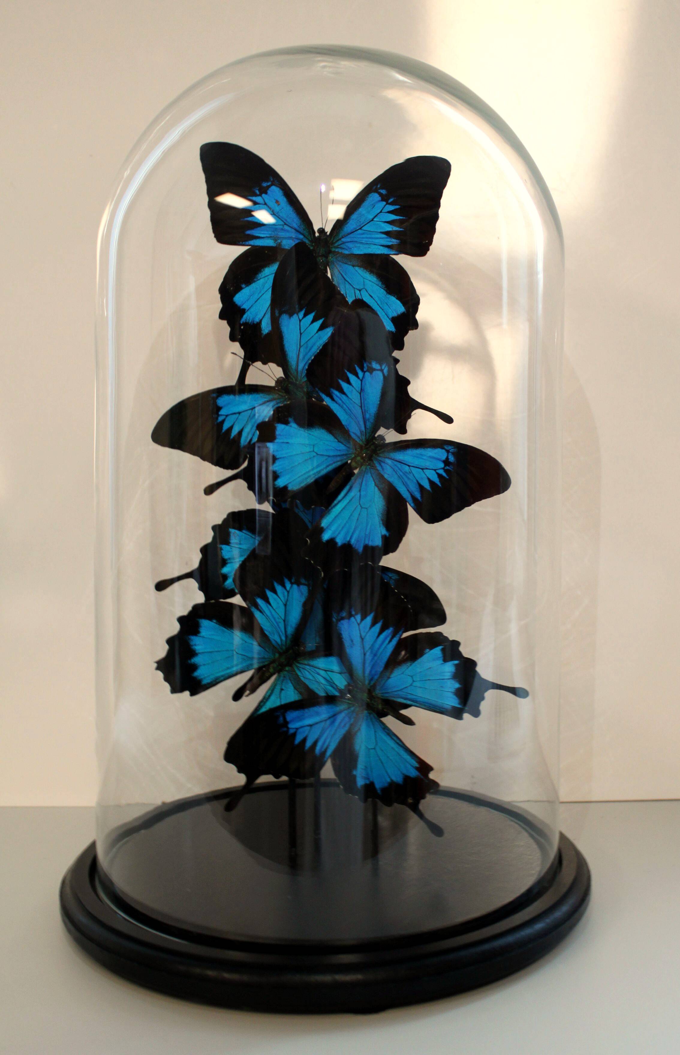 Flight of butterflies under globe.