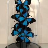 Flight of butterflies under globe.