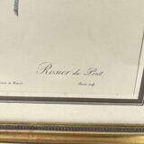 Lithograph of botanical plate by PJ Redouté Rosier du pont