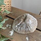 Coral of the Phillipines