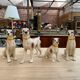 Series of ceramic dogs from Desvres