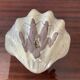 Vintage ceramic shell emptier Italy