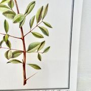 Botanical plate – Henna – Louis Pariente, 1986