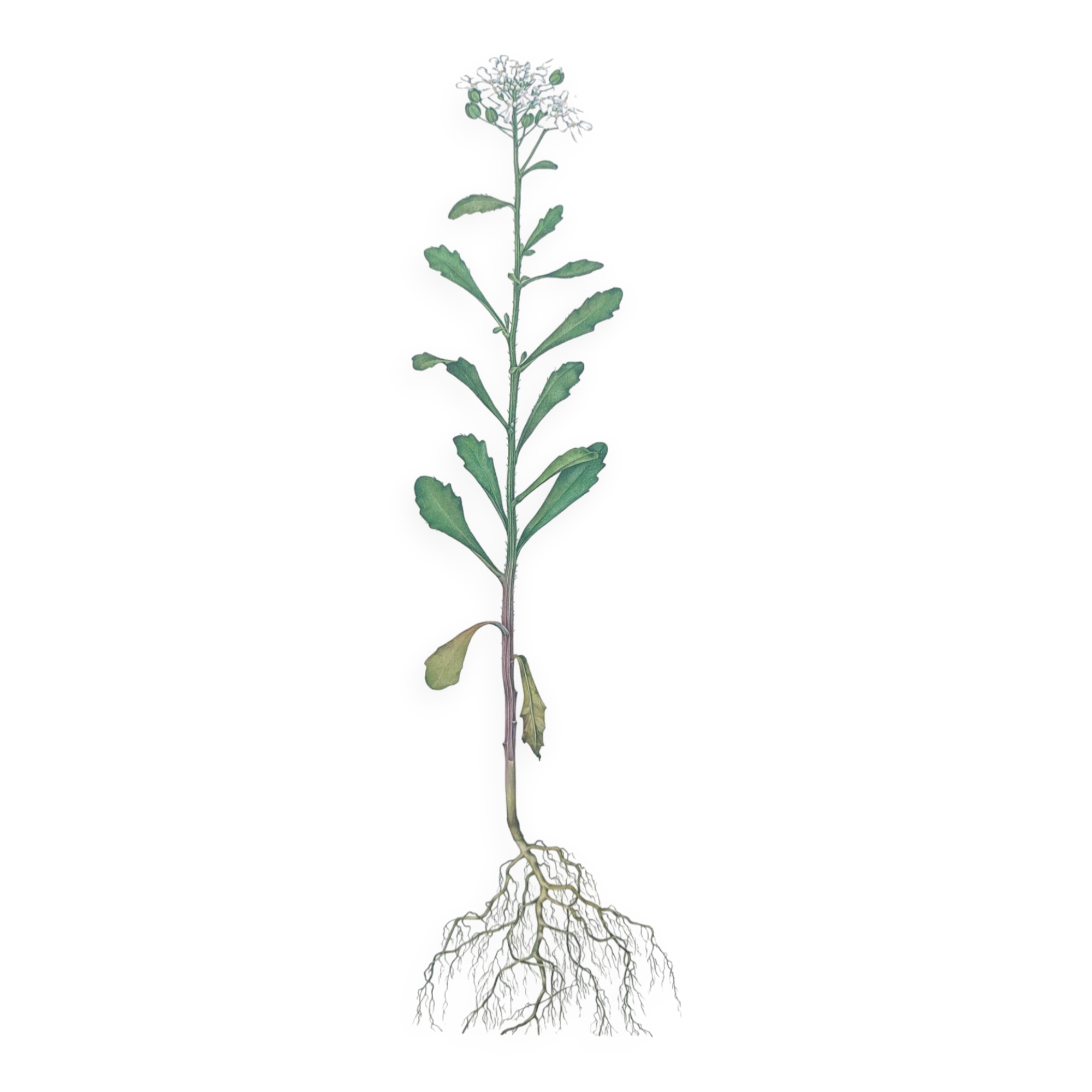 Vintage botanical plate from 1978 - Bitter Iberis - Wild plant illustration