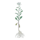 Vintage botanical plate from 1978 - Bitter Iberis - Wild plant illustration