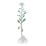 Vintage botanical plate from 1978 - Bitter Iberis - Wild plant illustration