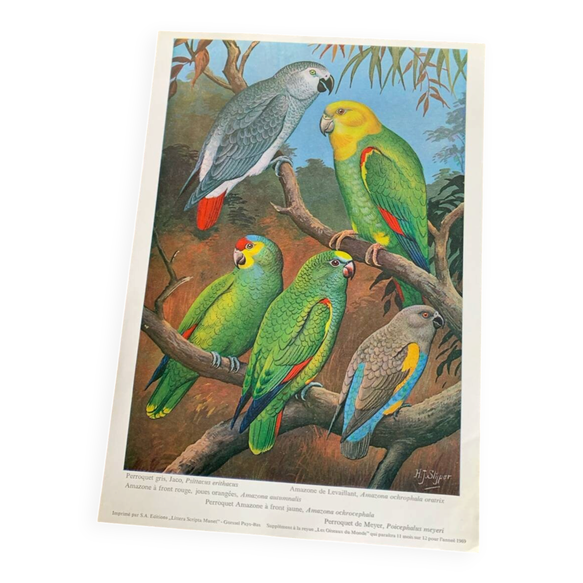 Poster "The Birds of the World" - 1969