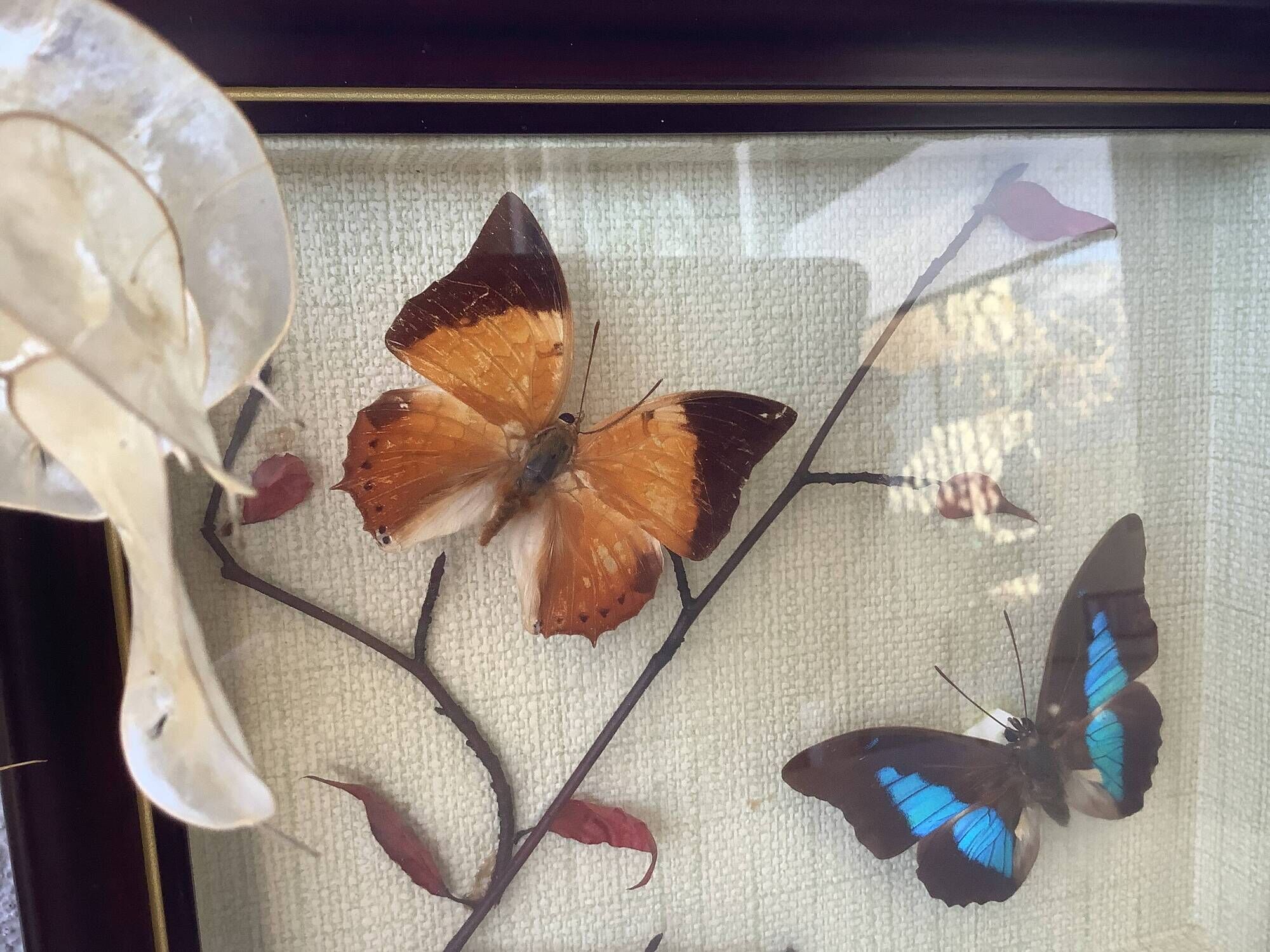Vintage naturalized butterflies frame - cabinet of curiosities - taxidermy