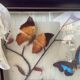 Vintage naturalized butterflies frame - cabinet of curiosities - taxidermy