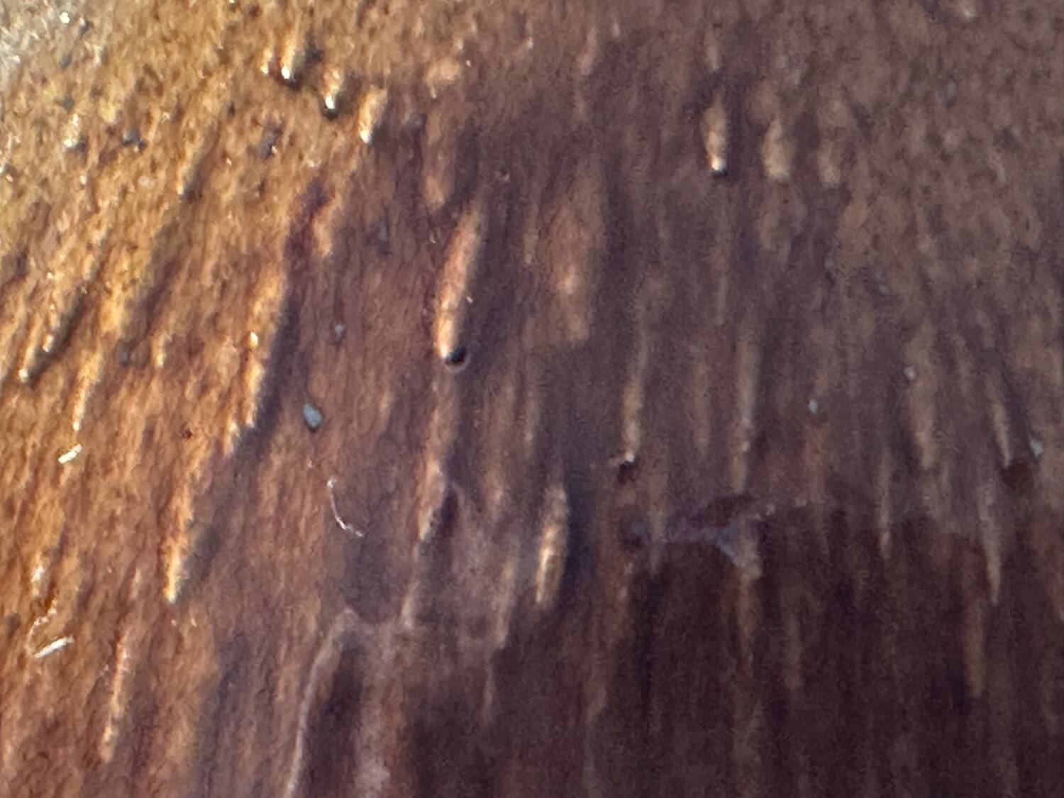 Large antique 19th century stoneware bowl - Origin Alsace