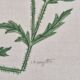 La Roche Laffitte (Born in 1943) - Watercolour drawing on silk - Poppies