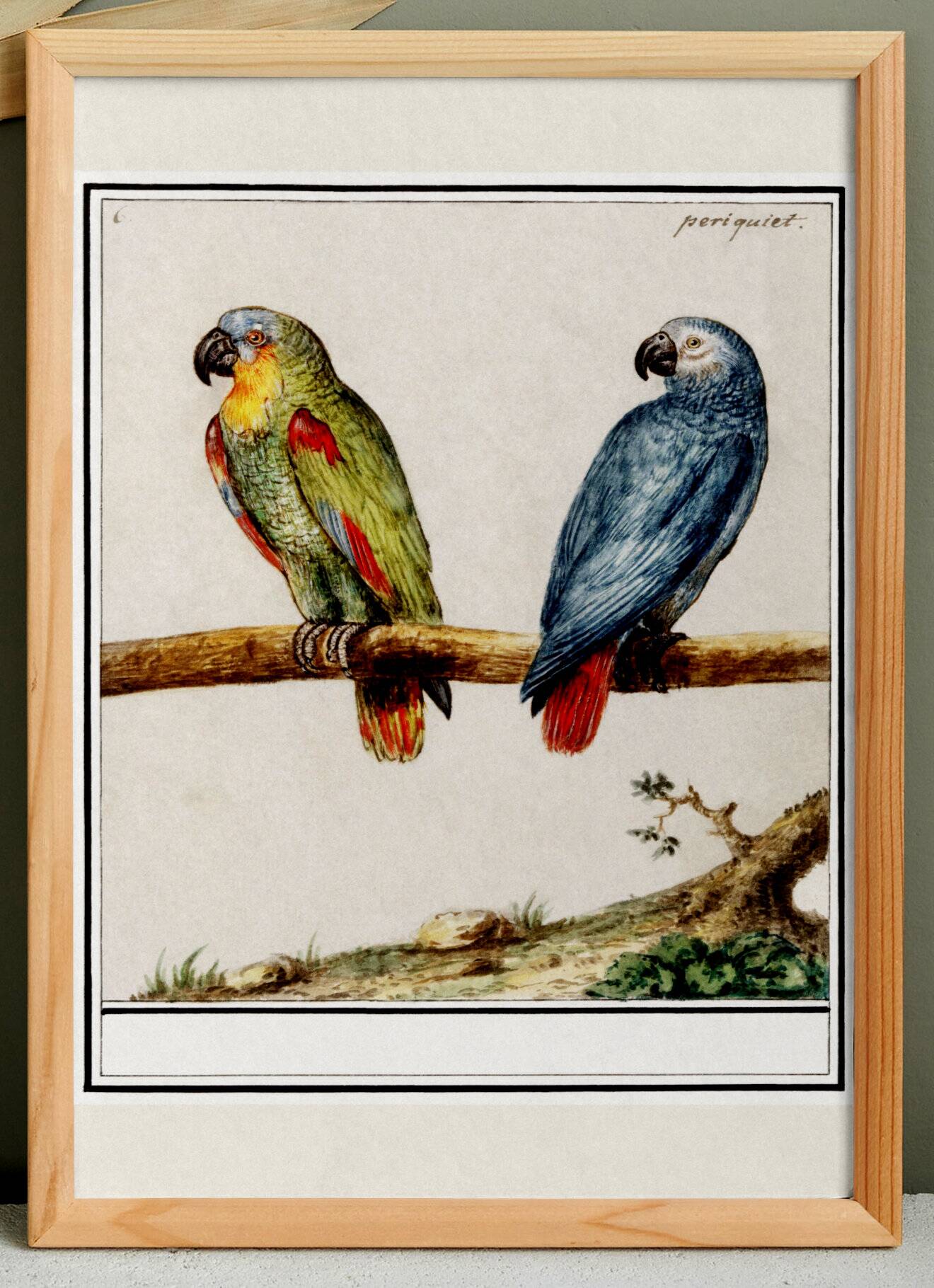 Small poster about Parrots, after an engraving from 1610