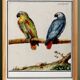 Small poster about Parrots, after an engraving from 1610