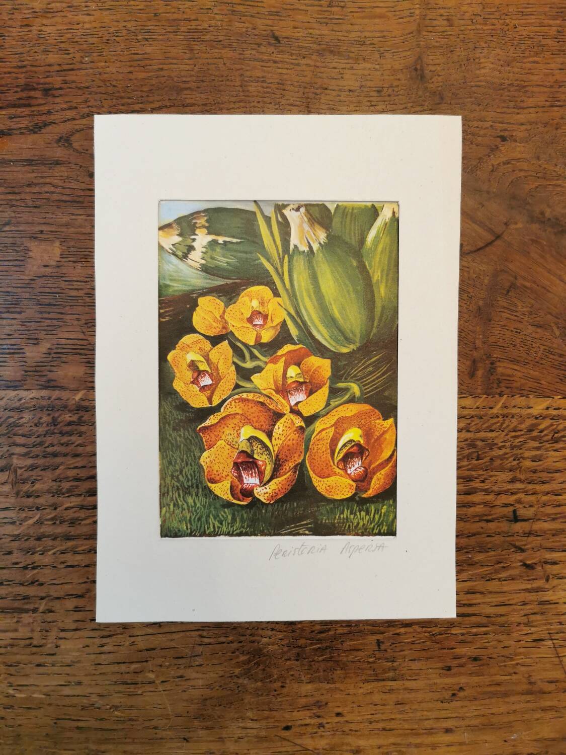 Planche botanique orchidée