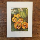 Orchid botanical board