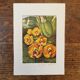 Orchid botanical board