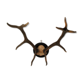 Slaughter of deer