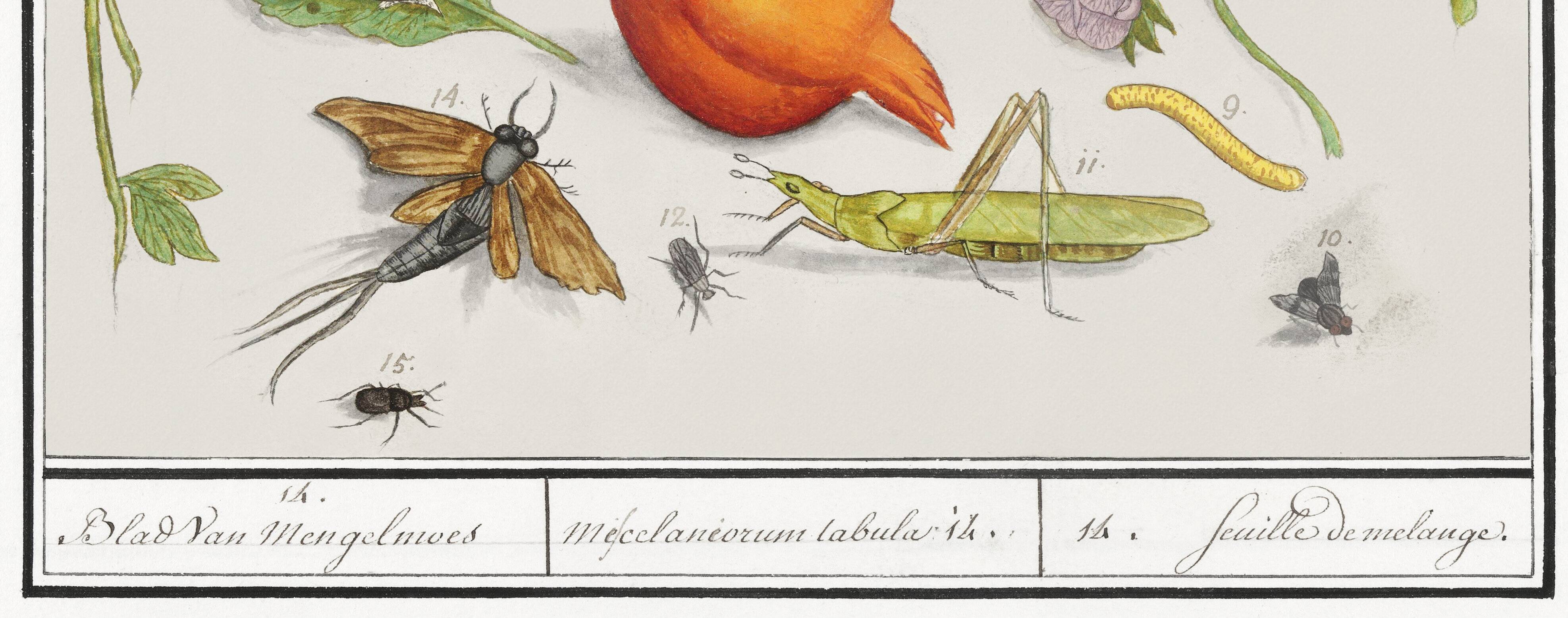 Small poster on "insects and plants" (irises), based on an engraving