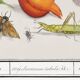 Small poster on "insects and plants" (irises), based on an engraving
