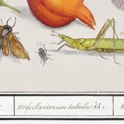 Small poster on "insects and plants" (irises), based on an engraving