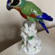 19th century Saxony porcelain parrot signed