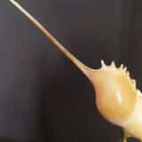Cabinet of curiosities tibia fusus shell on base