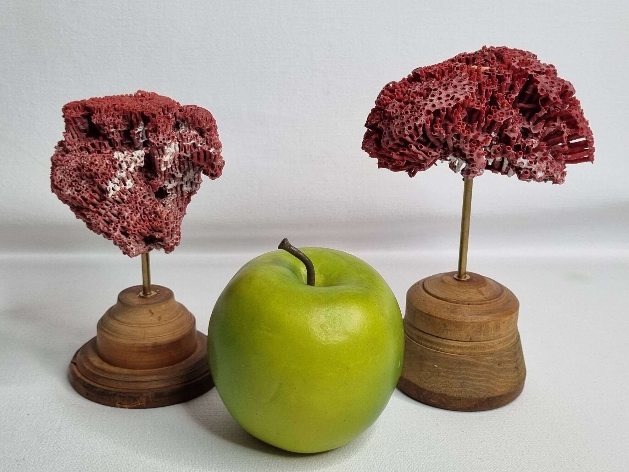 Pair of antique Tubipora musica ornamental corals on base, 17 cm