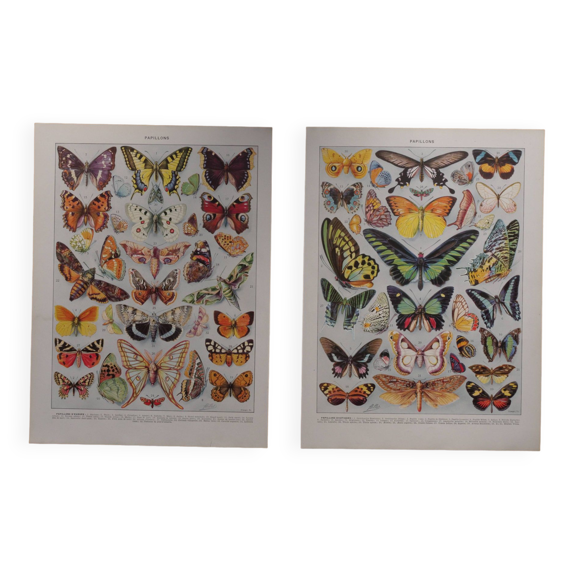 Original lithographs on butterflies