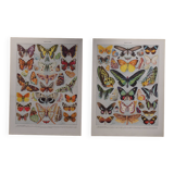 Original lithographs on butterflies