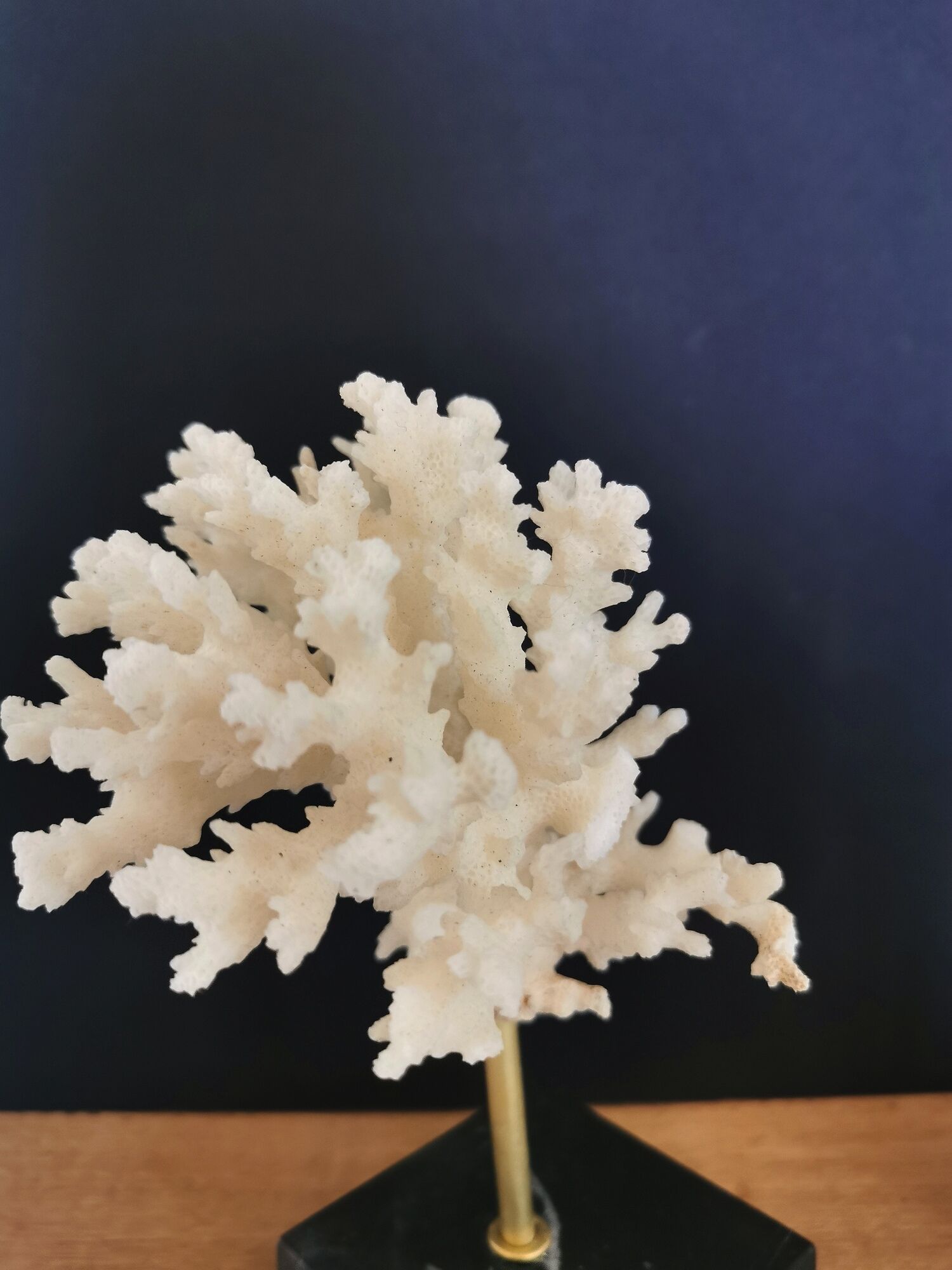 Coral branch