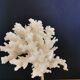 Coral branch