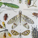 Lithograph on insects from 1928