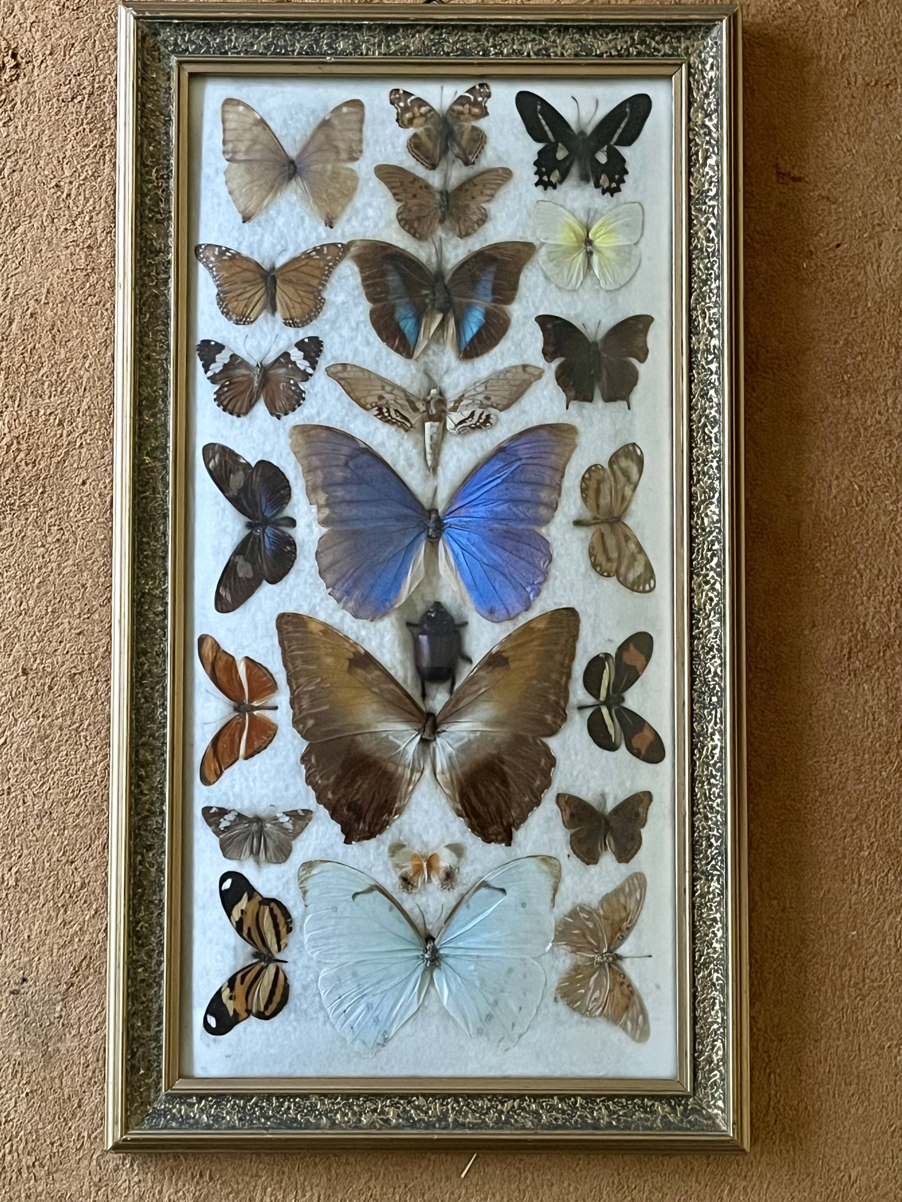 Large entomological frame - 27 mounted butterflies - Very good condition