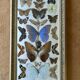 Large entomological frame - 27 mounted butterflies - Very good condition