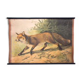 Affiche "fox"  lithographie Karl Jansky Böhmen 1897