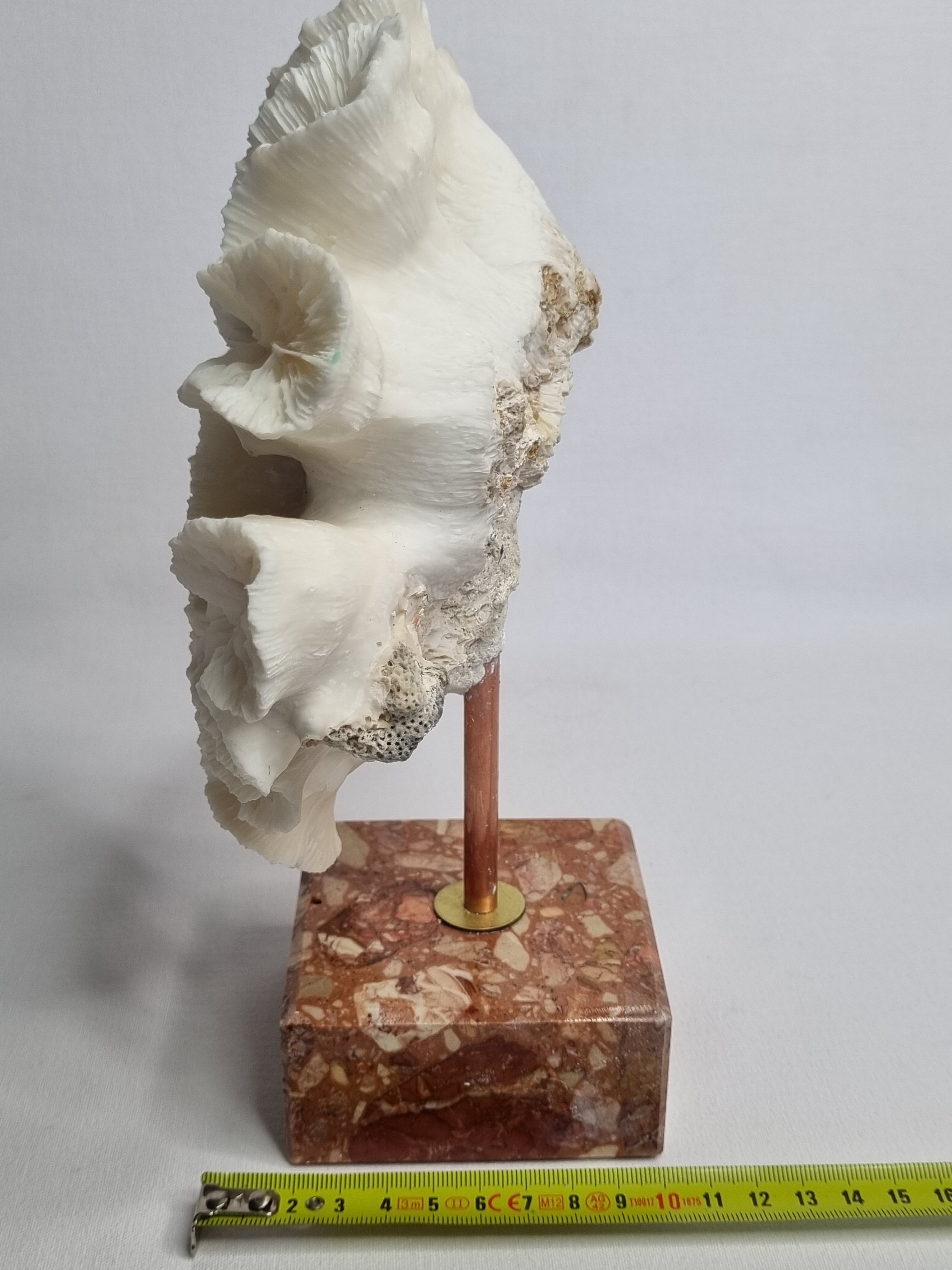 Old white coral "méandrine" on marble base, 25 cm