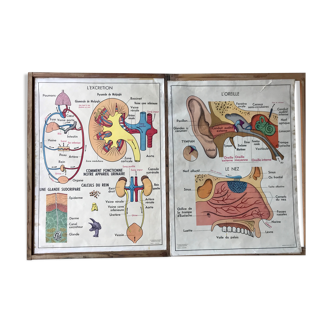 Educational posters J Anscombre health series
