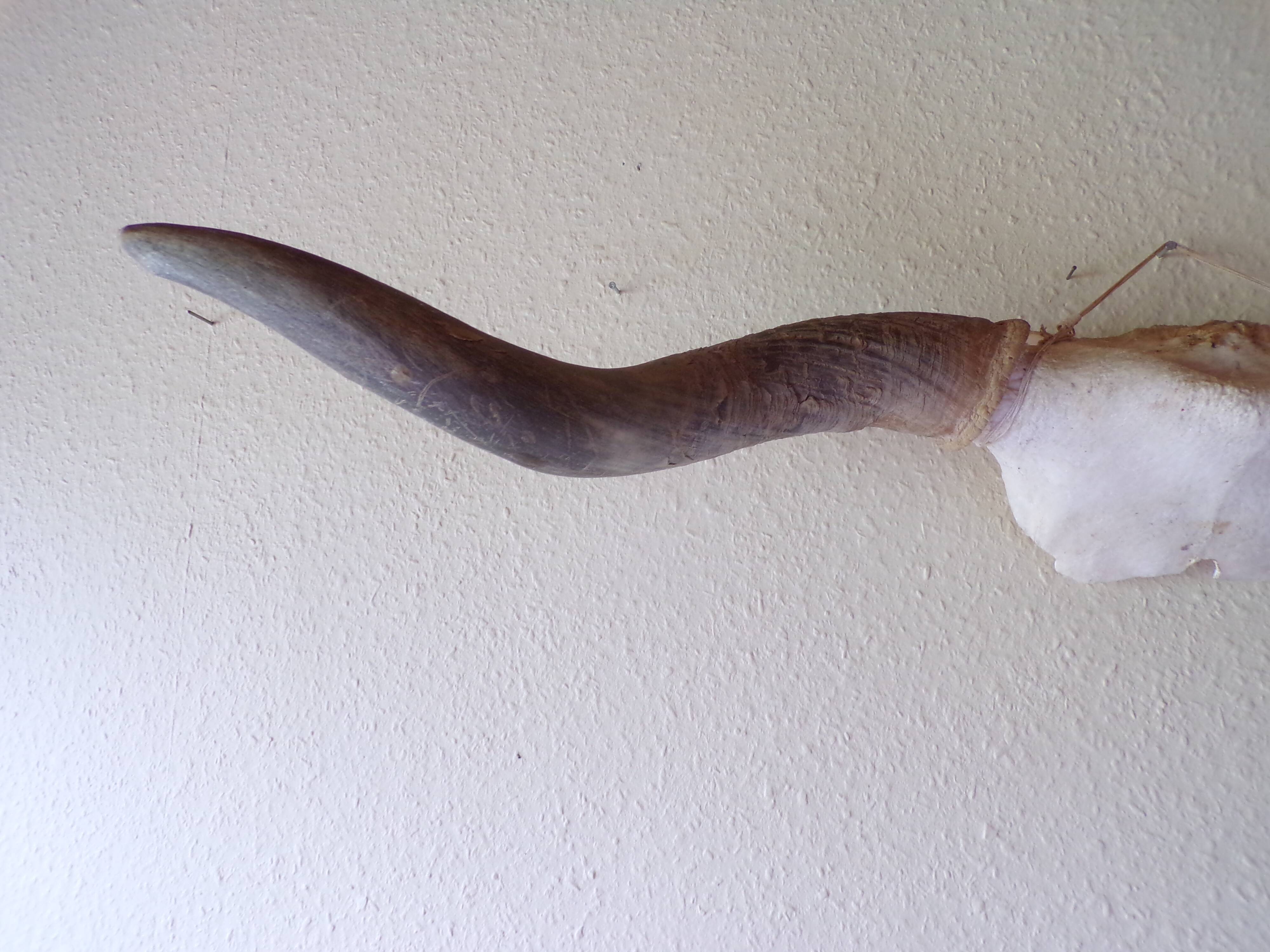 Bull or ox horns trophy