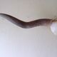 Bull or ox horns trophy
