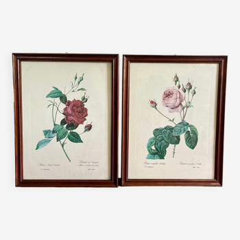 Affiches botaniques roses encadrées