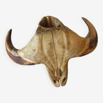 Old massacre pair of horns hunting trophy cabinet of curiosity