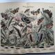 Engraving from 1886 - Butterflies of Europe (4) - Antique lithograph, plate