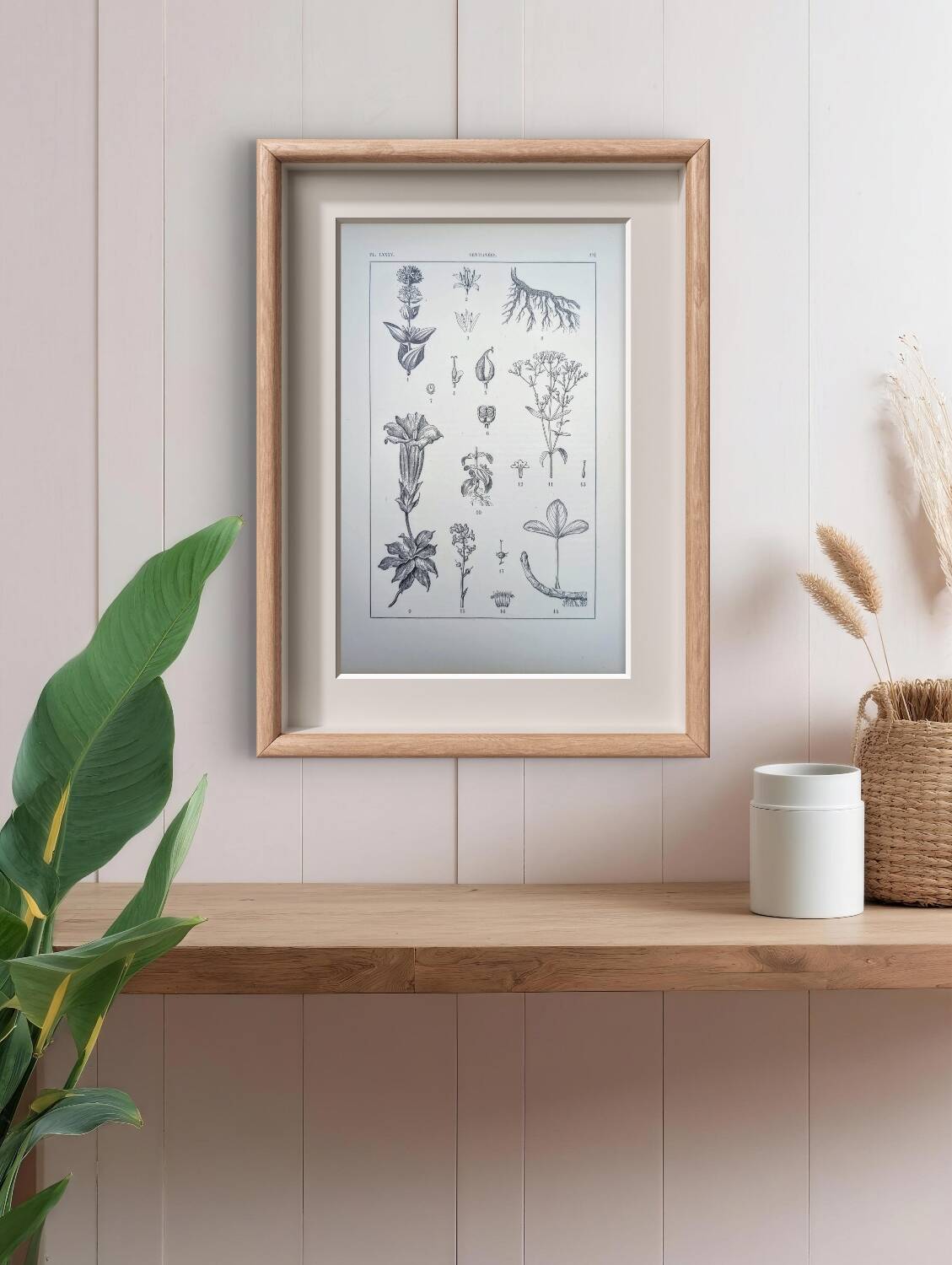 Printed in 1889, the Gentianaceae. Old botanical plate.