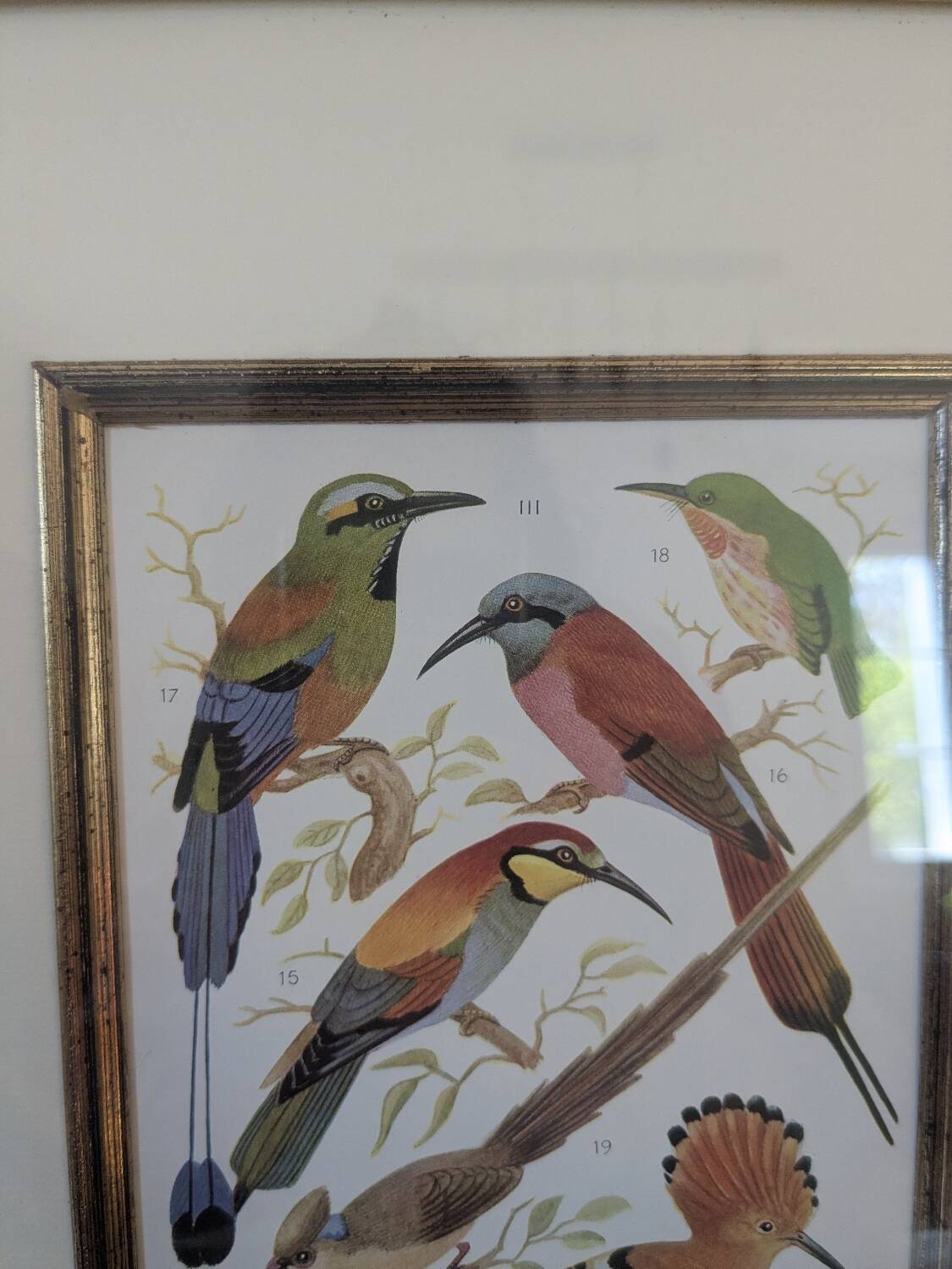 Lithographic frame of birds