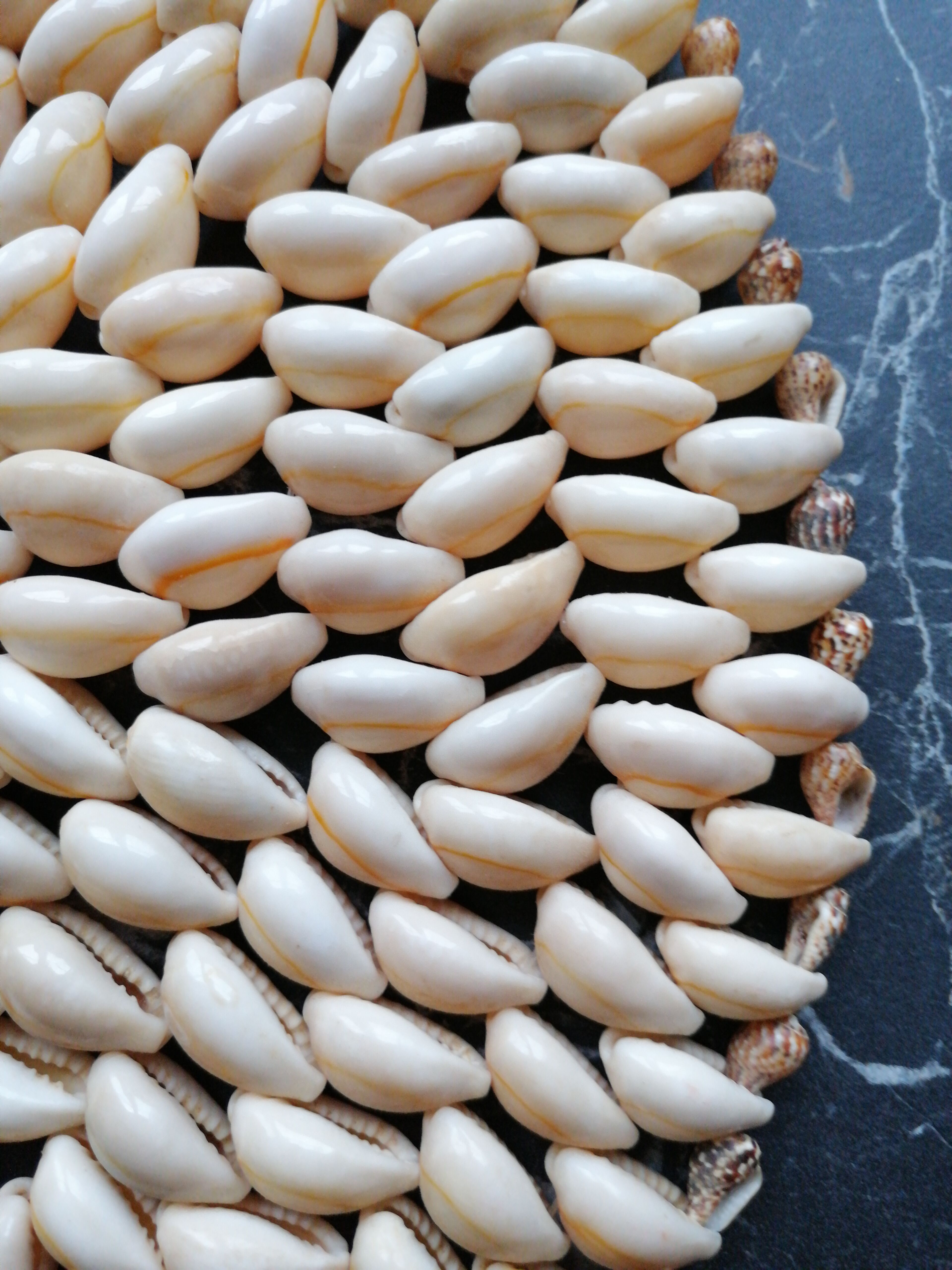 Shell flat underside