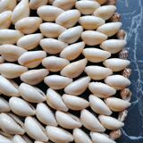 Shell flat underside