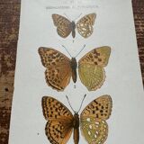 Butterfly lithograph, naturalist plate, 1890