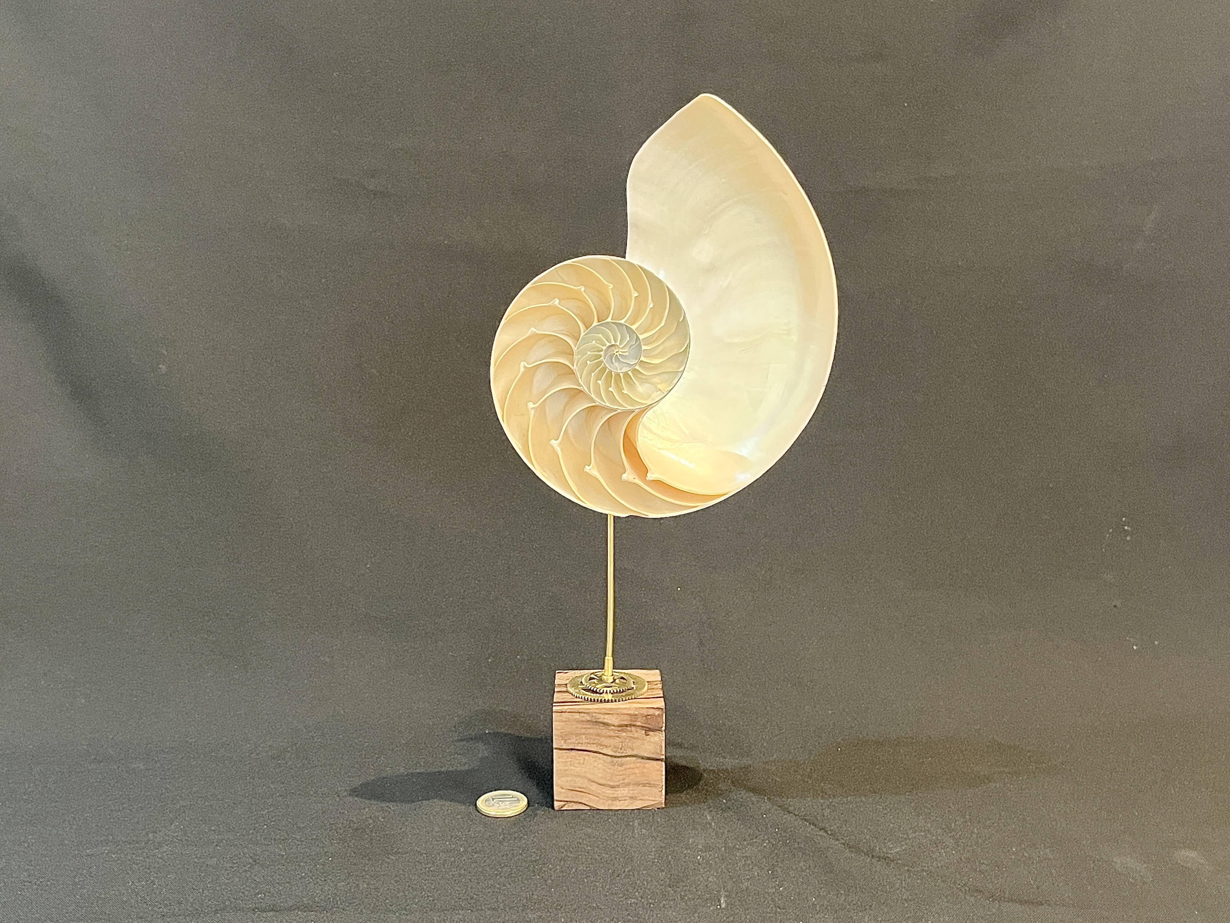 Antique large half nautilus on wooden base cabinet of curiosities