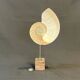 Antique large half nautilus on wooden base cabinet of curiosities