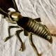 Vintage brass ashtray in the shape of a fly - Made in Italy